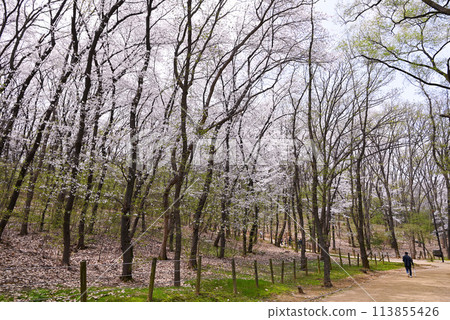 [韓國首爾] 江南區宣靖陵 Neung 的野櫻花 113855426