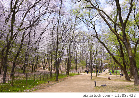 [韓國首爾] 江南區宣靖陵 Neung 的野櫻花 113855428