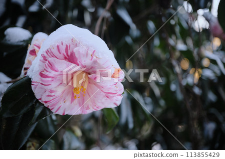 Snow-covered camellia flowers 113855429