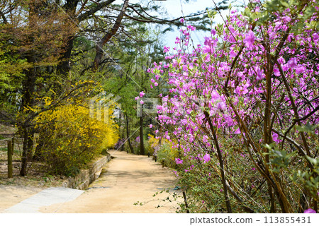 A path lined with blooming Karamurasaki azaleas [Seoul, Korea] 113855431