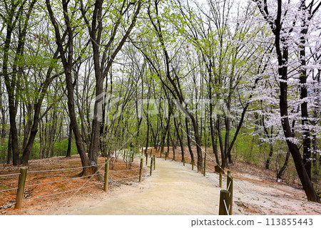 [韓國首爾] 江南區宣靖陵步道 113855443