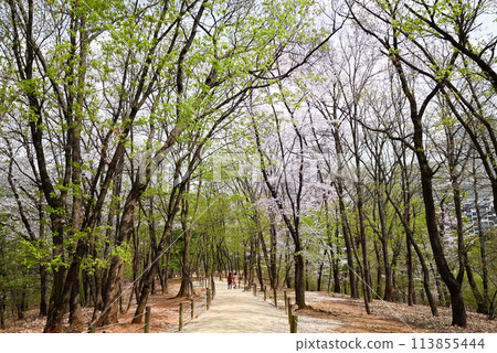 [韓國首爾] 江南區宣靖陵步道 113855444