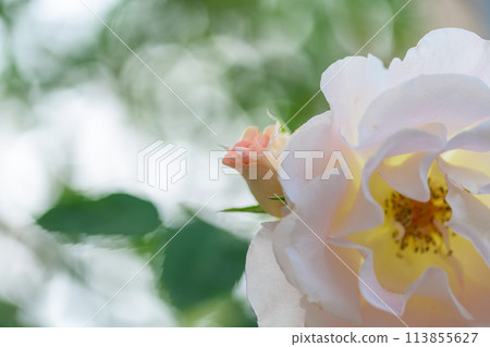 在美麗的自然光下閃耀的玫瑰花（白玫瑰）的特寫鏡頭（Hana Asomi） 113855627