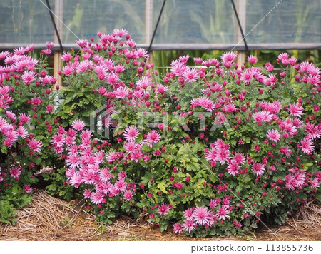 食用菊花的栽培 113855736