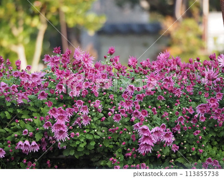 Cultivation of edible chrysanthemums, Kakinomoto 113855738