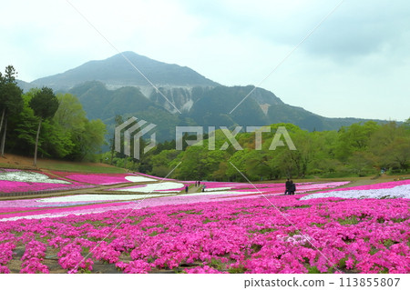 羊山公園芝櫻之丘（埼玉縣秩父市） 113855807
