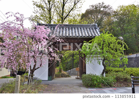 Spring at the Yamate Gate of Koshoji Temple in Aichi Prefecture 113855911