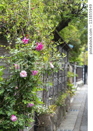 鎌倉244小町巷1玫瑰 鎌倉244小町巷1玫瑰 113855949