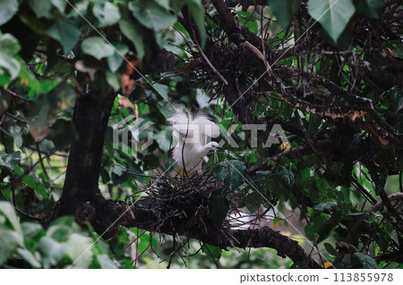 the Egret bird at Tai PO, hong kong 113855978