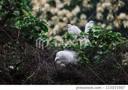 the Egret bird at Tai PO, hong kong 113855987