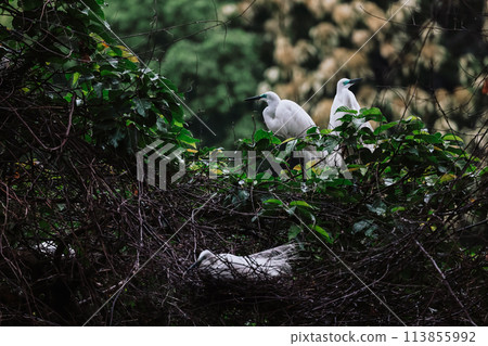 the Egret bird at Tai PO, hong kong 113855992