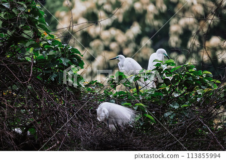 the Egret bird at Tai PO, hong kong 113855994
