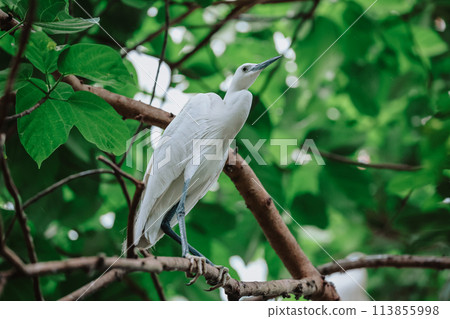 the Egret bird at Tai PO, hong kong 113855998