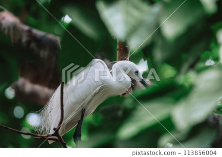 the Egret bird at Tai PO, hong kong 113856004