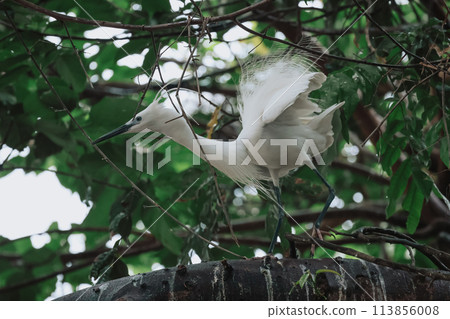the Egret bird at Tai PO, hong kong 113856008