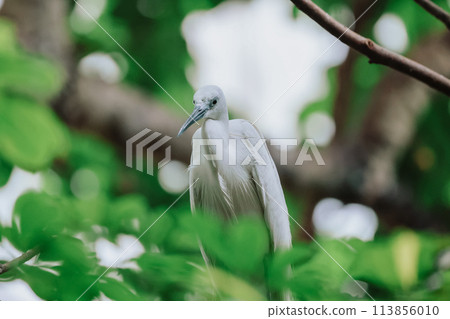 the Egret bird at Tai PO, hong kong 113856010