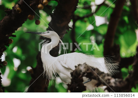 the Egret bird at Tai PO, hong kong 113856014