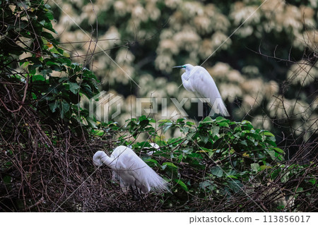 the Egret bird at Tai PO, hong kong 113856017