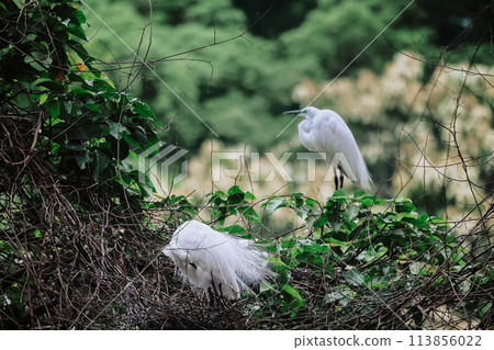 the Egret bird at Tai PO, hong kong 113856022