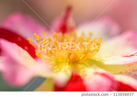 Rose flowers shining in beautiful natural light [Rosa Mundi] Close-up macro photography (Hanaasobi) 113856037