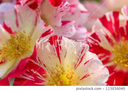 Rose flowers shining in beautiful natural light [Rosa Mundi] Close-up macro photography (Hanaasobi) 113856040