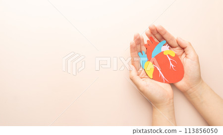 Template for cardiology, world heart day and organ donation concept. Woman hands holding human heart organ anatomy made from paper on beige background. Awareness of cardiovascular disease. Template for cardiology, world heart day and organ donation concept. Woman hands holding human heart organ anatomy made from paper on beige background. Awareness of cardiovascular disease. 113856050