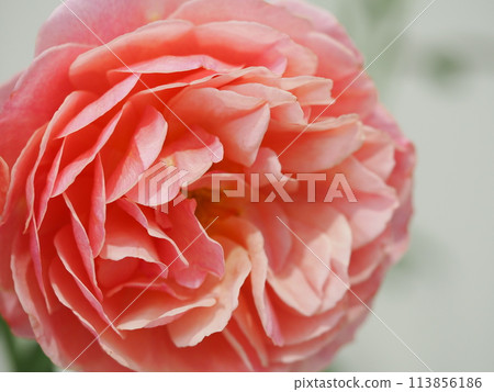 Rose Fragrance Rose Fragrance 113856186