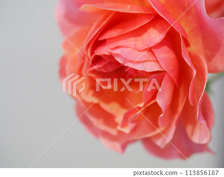 Rose Fragrance Rose Fragrance 113856187