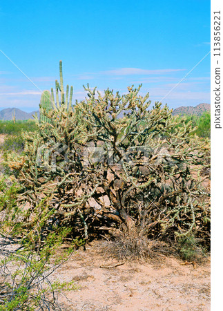 Cholla cactus, Sonora Desert, Mid Spring 113856221