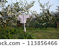 A scarecrow in front of apple trees 113856466