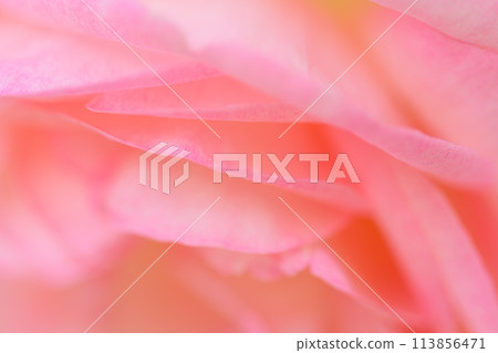 Rose flowers shining in beautiful natural light [Pierre de Ronsard] Close-up photography (Hana Asobi) 113856471