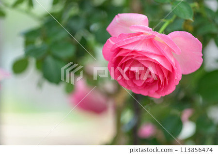 Rose flowers shining in beautiful natural light [Pierre de Ronsard] (Hana Asobi) 113856474