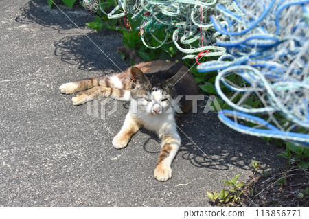 Cat of Okishima 113856771