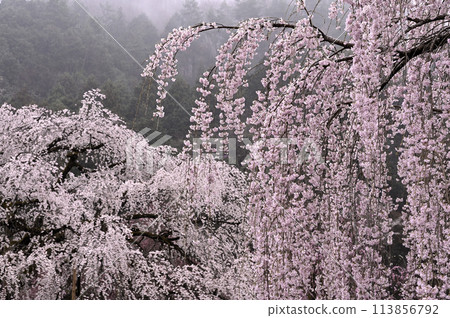 Weeping cherry blossoms blooming in the mist 113856792
