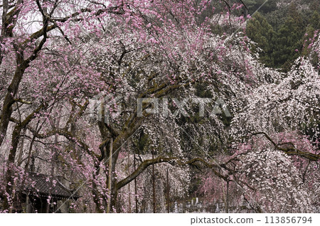 Weeping cherry blossoms blooming in the mist 113856794
