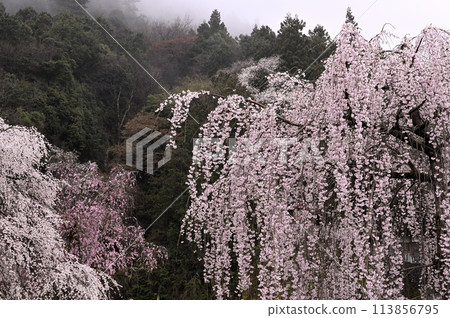 霧中綻放的垂枝櫻花 霧中綻放的垂枝櫻花 113856795