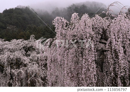 Weeping cherry blossoms blooming in the mist 113856797