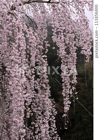 Weeping cherry blossoms blooming in the mist 113856800