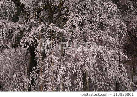 霧中綻放的垂枝櫻花 113856801