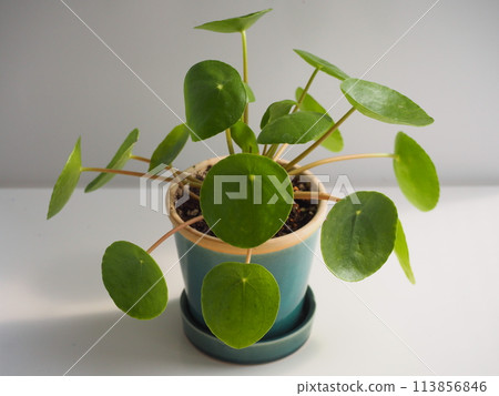 圓葉冷水花 圓葉冷水花 113856846