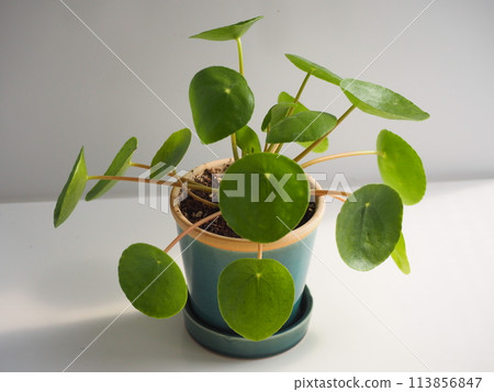 小型觀賞植物Pilea peperomioides 小型觀賞植物Pilea peperomioides 113856847