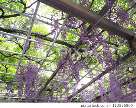 Wisteria Corridor Meijo Park / Photo 113856890