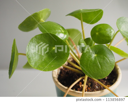 Round leaves Pilea peperomioides Round leaves Pilea peperomioides 113856897