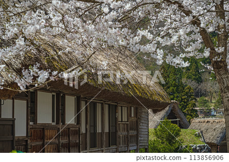 Spring scenery at the World Heritage site of Suganuma Gassho-style Village 113856906