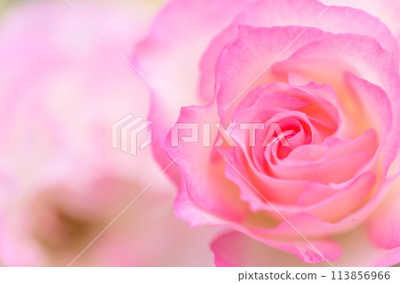 在美麗的自然光下閃耀的玫瑰【草莓冰】特寫攝影（Hana Asomi） 113856966