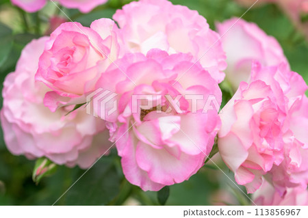 在美麗的自然光下閃耀的玫瑰【草莓冰】特寫攝影（Hana Asomi） 113856967