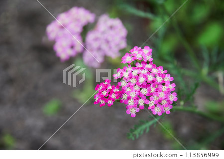 花園裡盛開的西洋蓍草花 花園裡盛開的西洋蓍草花 113856999