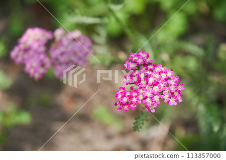 花園裡盛開的西洋蓍草花 花園裡盛開的西洋蓍草花 113857000