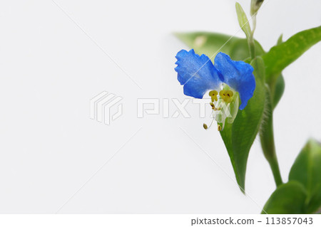 花園裡盛開的亞洲花朵 113857043