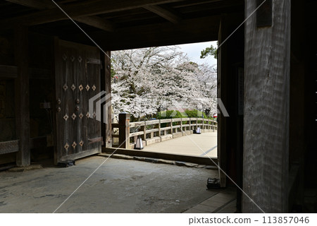 Hikone Castle Sakura Gate 113857046